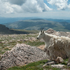 Mt. Evans HC : Hi all - I was set up approx 1K from the finish.  To find your pic, place the cursor over the pic and "click" on the "Photo Info" window once it appears.  Look for the "Date Taken" to see what time the photo was taken so you can get an idea where you are at in the race with respect to the pics. Prints or downloads of these photos may be purchased directly through this site. All shots are hi-resolution and may have been cropped during post processing. If you are interested in any edits to the shots, crops, etc., please contact me at sportifimages@gmail.com. Thanks!